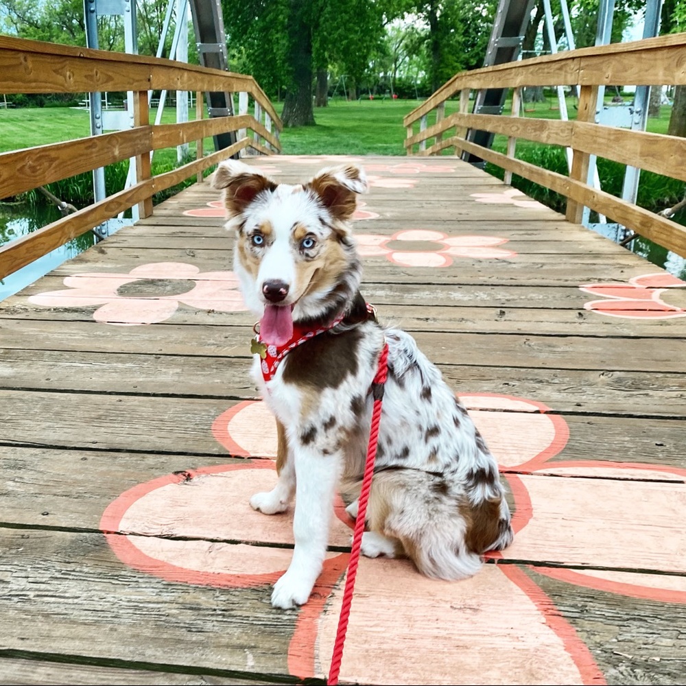 Meet your Posher, Casey